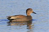 Gadwall